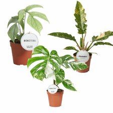 Spesielle stueplanter