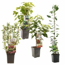 Frukttrær for terrasse