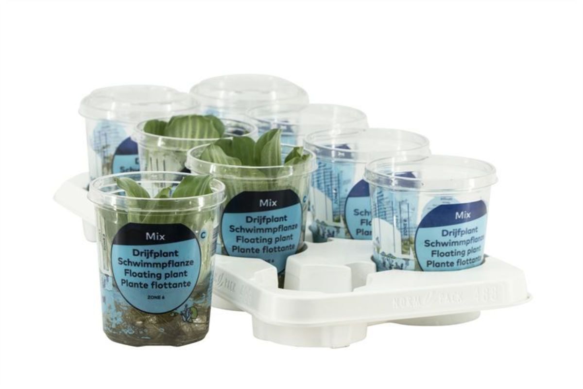 Flytende planter (sone 6)